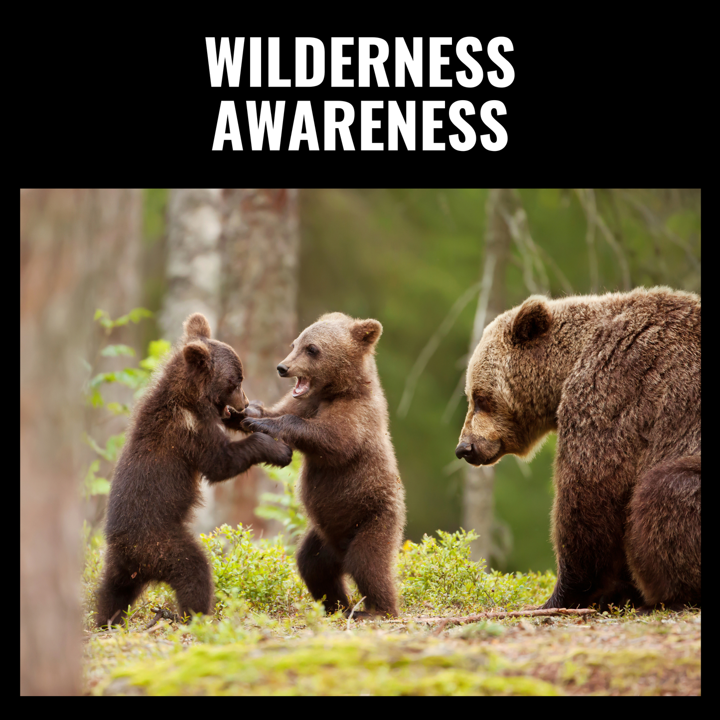Wilderness Awareness: Prince George, BC